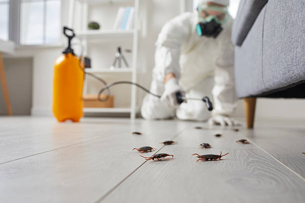 Post-Treatment Bed Bug Interceptor Monitoring in Meadowdale